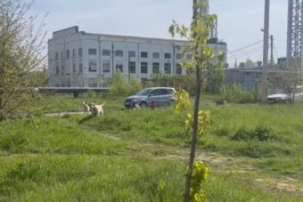 Стая агрессивных бездомных собак оккупировала микрорайон в Твери