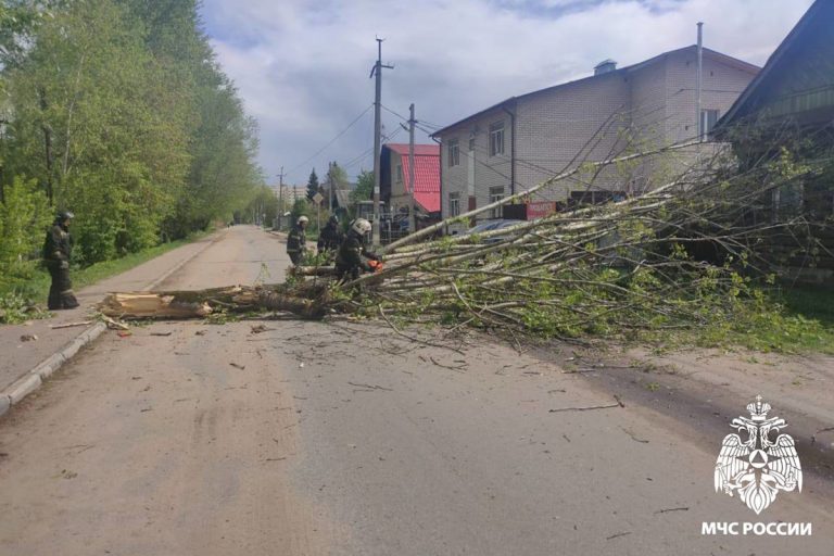 В Твери упавшее дерево перегородило дорогу