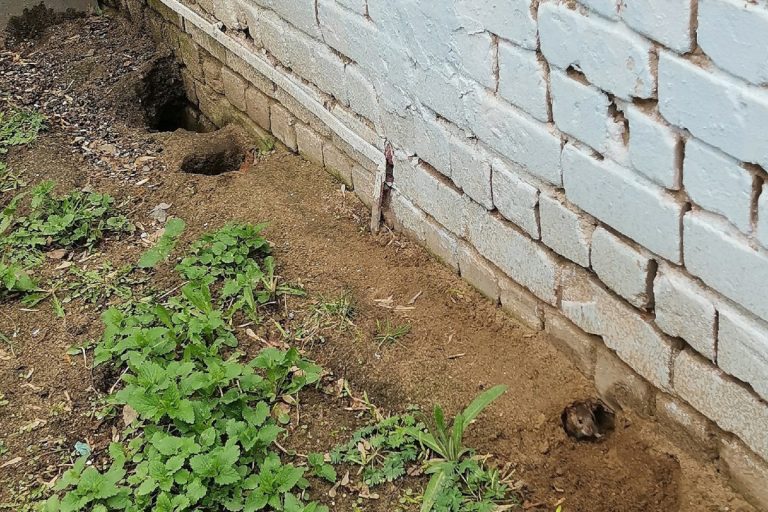 В Твери жители пожаловались на крыс, обитающих около детского сада