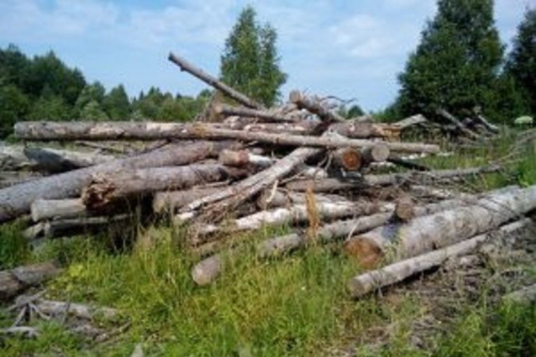 Отходами деревообработки завалили сельхозугодья под Тверью