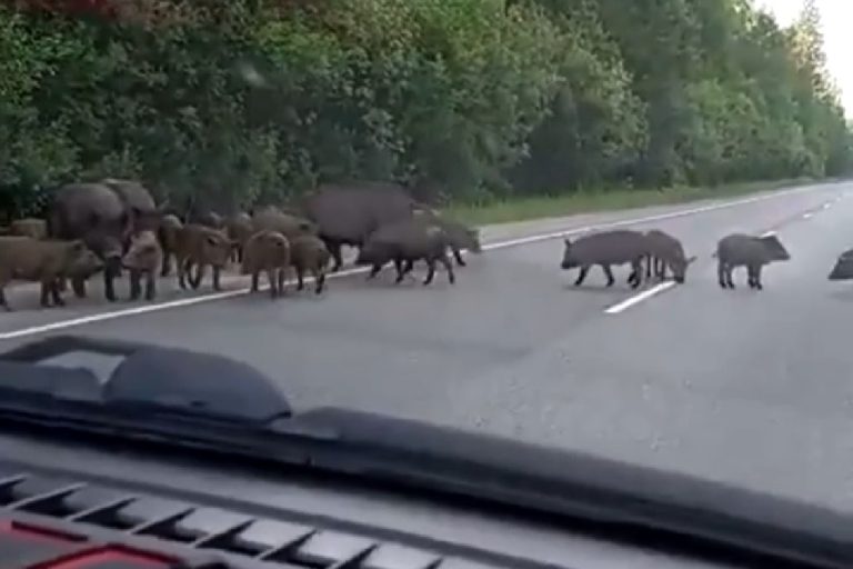 Стадо кабанов разгуливало по трассе в Тверской области