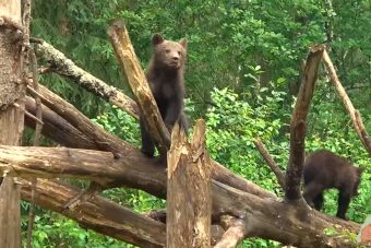 В Тверской области участок леса заполонили медвежата
