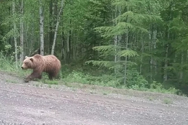 Жителей Тверской области предостерегают от встречи с огромным медведем