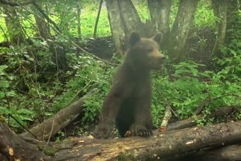 Появилось видео резвящихся медвежат-сирот в Тверской области