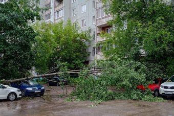 Упавшее дерево повредило припаркованные автомобили в Твери Упавшее дерево повредило припаркованные автомобили в Твери