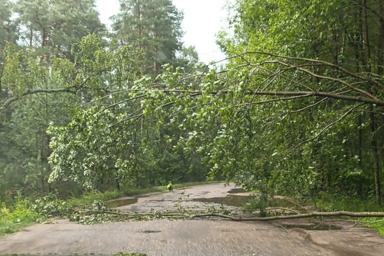 В нескольких районах Тверской области сильный ветер повалил деревья
