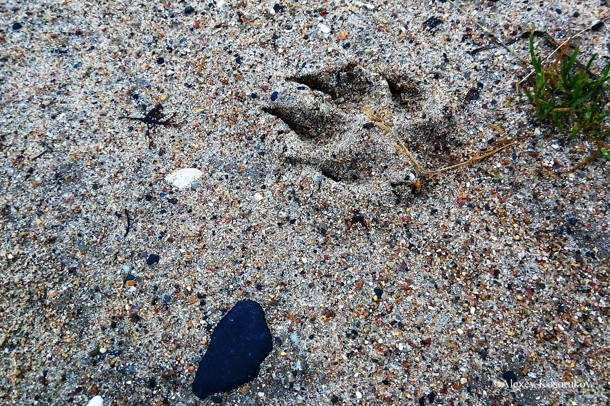 Не кормить и стороной обходить: под Тверью алабай продолжает нападать на людей