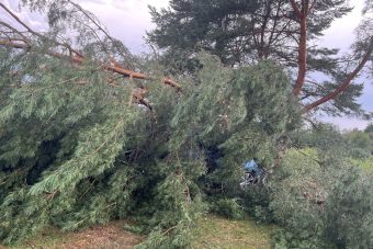 В нескольких районах Тверской области сильный ветер повалил деревья