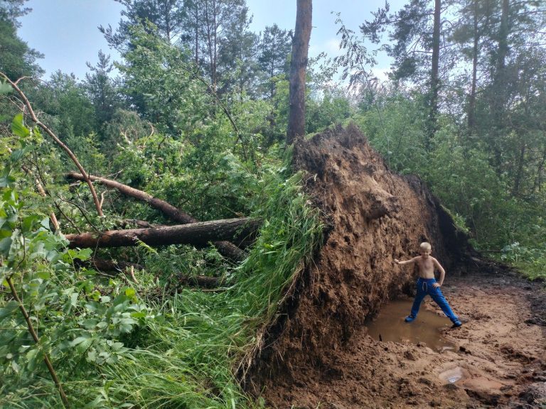 Ураган ломает деревья в Тверской области, но дождя в нем мало