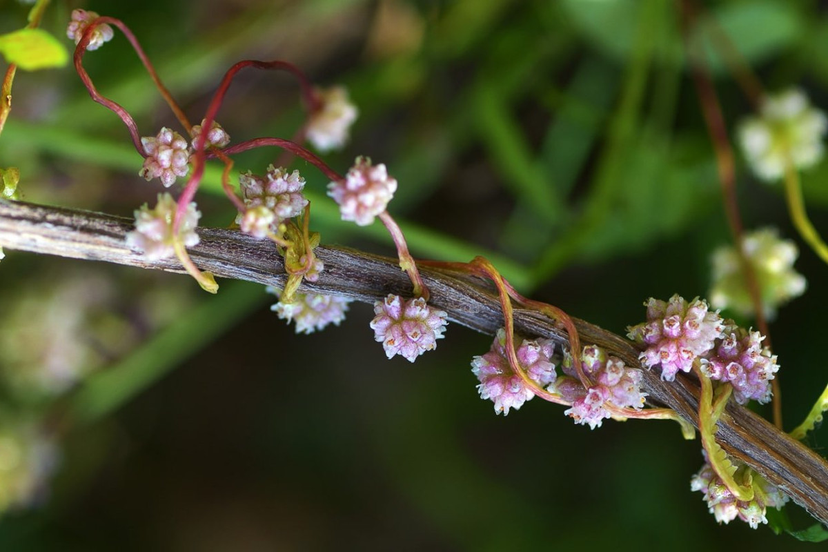 Под Тверью выявили опасное растение-паразит