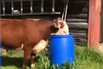 Следственный комитет взялся за проверку коровьей фермы "пивного барона" в Тверской области