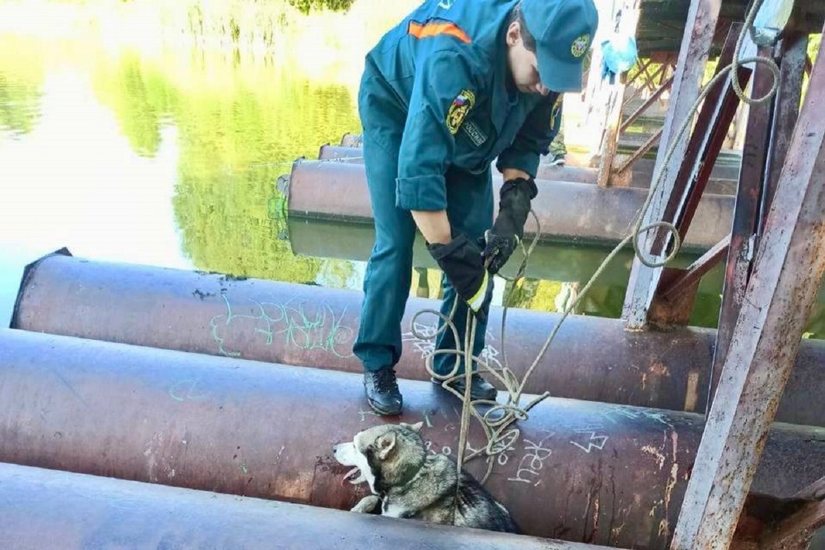 Сотрудники МЧС в Тверской области вызволили из западни обреченного на гибель пса