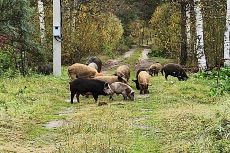 «В мире чужих животных»: под Тверью свиньи портят огороды