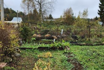 «В мире чужих животных»: под Тверью свиньи портят огороды