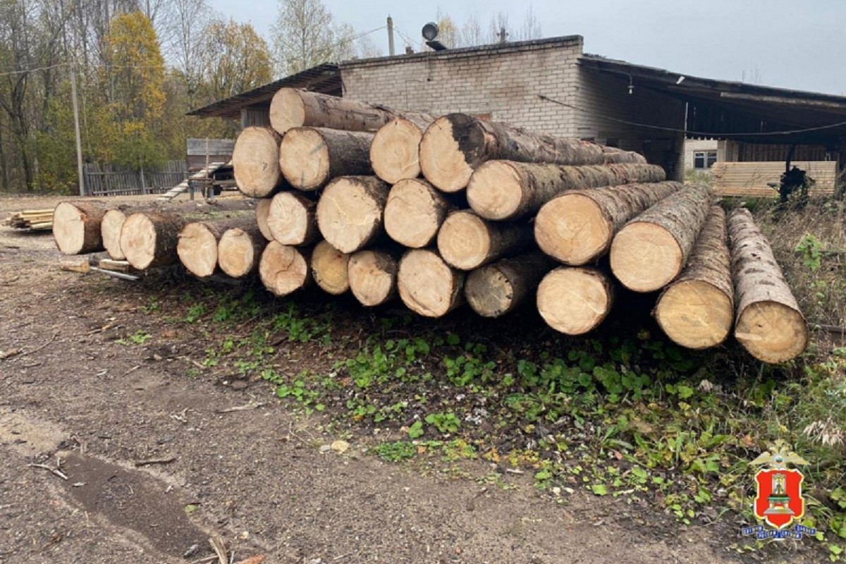 Житель Тверской области организовал незаконную рубку деревьев
