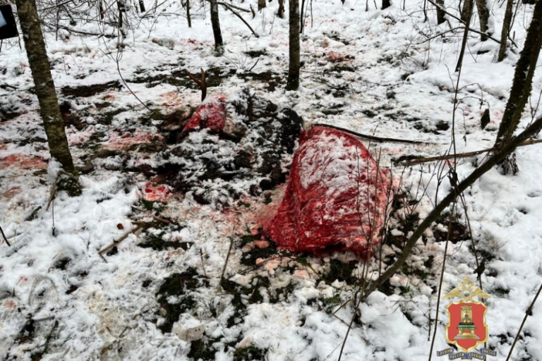 В Тверской области задержали браконьера, убившего лося