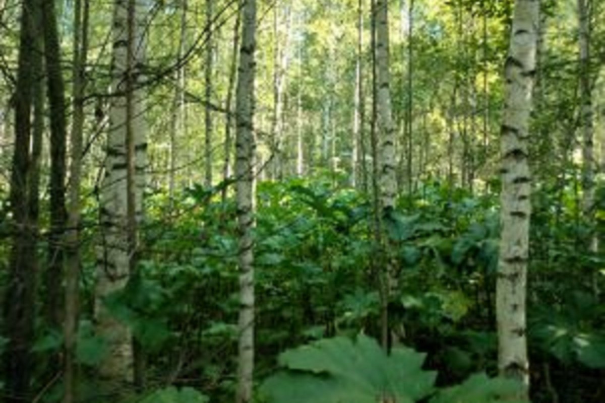 Десятки гектаров заросшей пашни выявлены в Тверской области