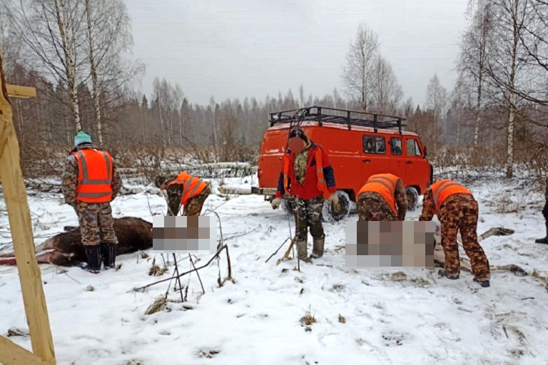 Житель Тверской области застрелил 14 лосей, четырех - незаконно