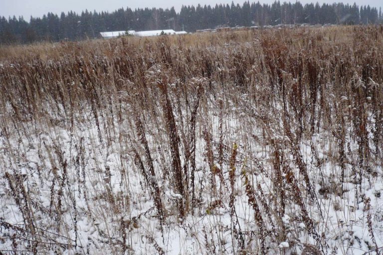 В Тверской области обнаружен огромный участок заброшенной хозяином земли