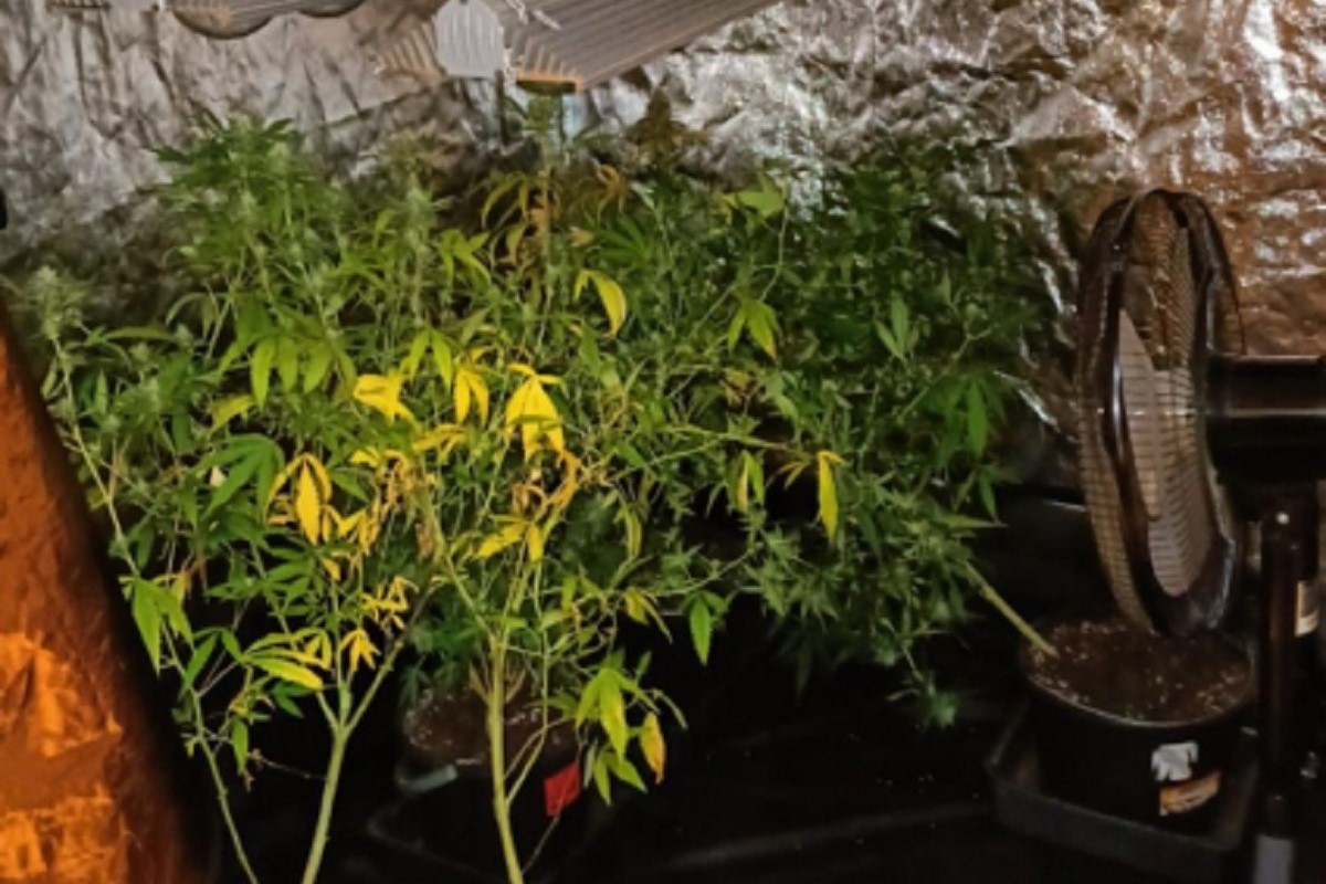 Подпольную плантацию конопли ликвидировали в Тверской области