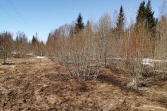Около 40 гектаров заросших сельхозугодий выявлено в Тверской области