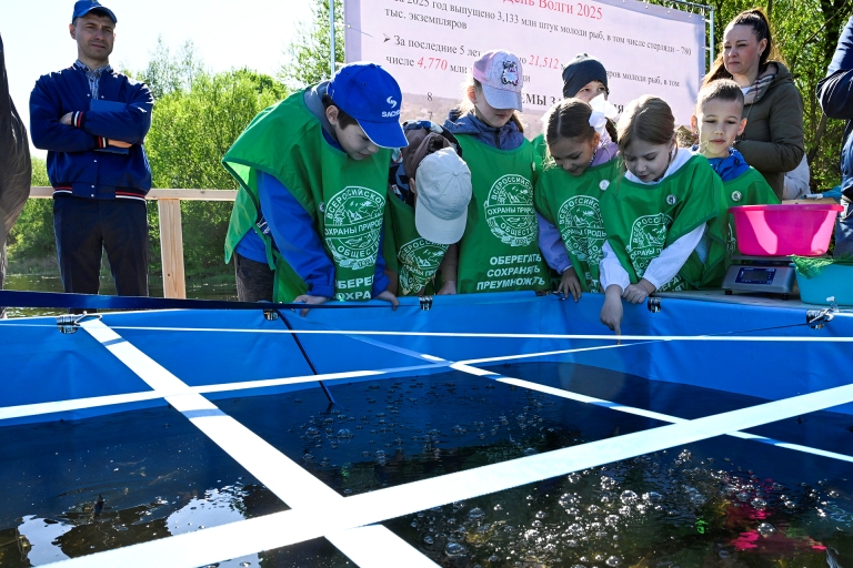 В День Волги в Тверской области выпустили в реку более 5,5 тыс. штук молоди стерляди
