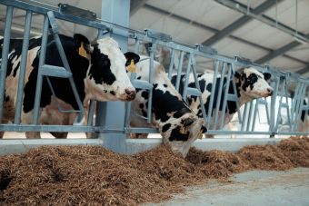 В Тверской области газифицирован крупный молочный животноводческий комплекс