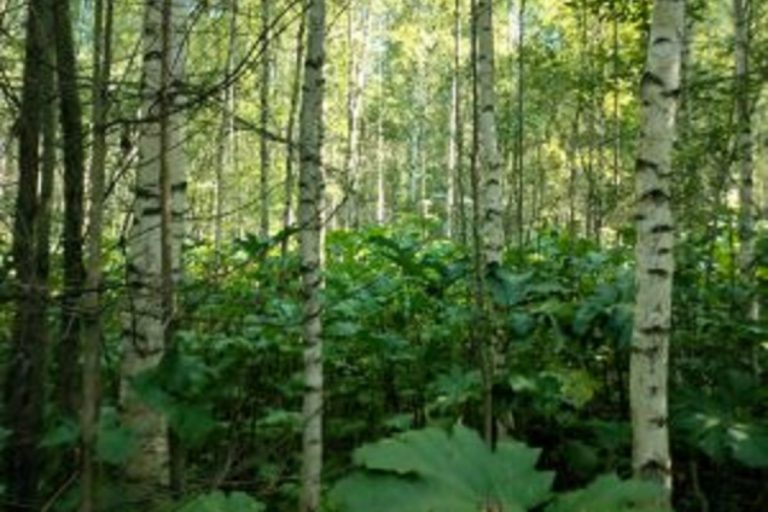 Свыше 50 гектаров заросших сельхозугодий выявлено в Тверской области Свыше 50 гектаров заросших сельхозугодий выявлено в Тверской области