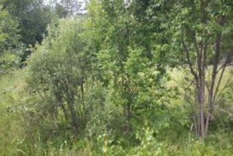 Лес вырос на пахотных землях в Тверской области