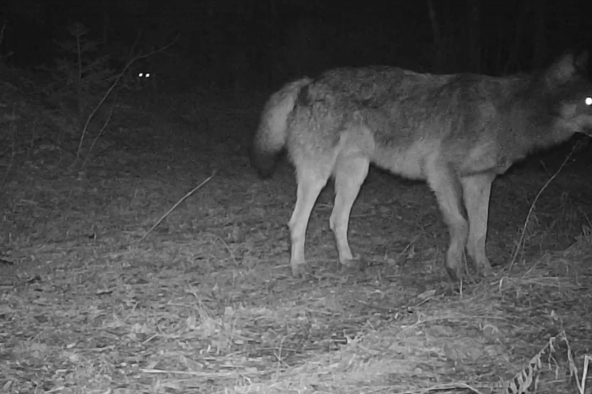 В Тверской области косули, волки и рыси ходят одними тропами