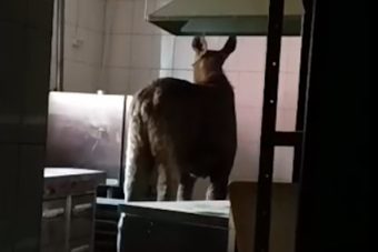 В Тверской области спасли лосиху, забравшуюся на кухню