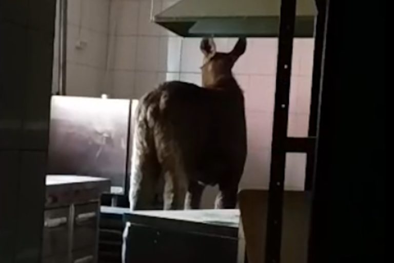 В Тверской области спасли лосиху, забравшуюся на кухню В Тверской области спасли лосиху, забравшуюся на кухню