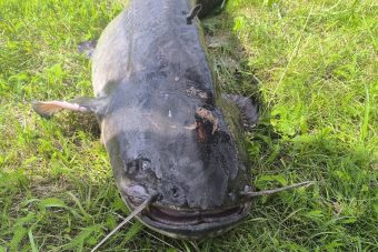 В Тверской области рыбак поймал гигантскую рыбу