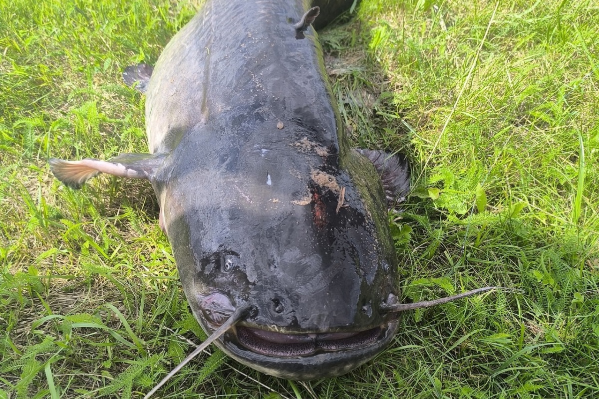В Тверской области рыбак поймал гигантскую рыбу