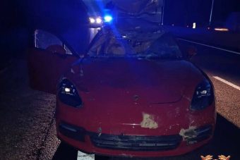 Пассажир пострадал в ДТП с лосем в Тверской области