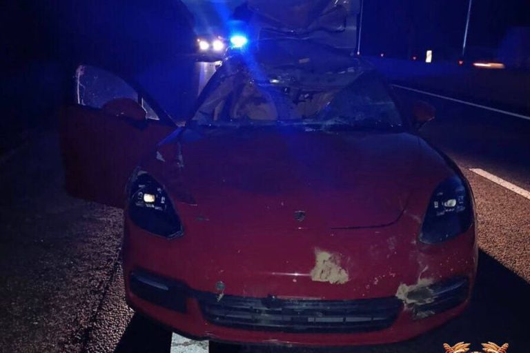 Пассажир пострадал в ДТП с лосем в Тверской области Пассажир пострадал в ДТП с лосем в Тверской области