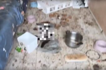 В Твери в квартире многоэтажки жильцы обнаружили несколько десятков трупов кошек