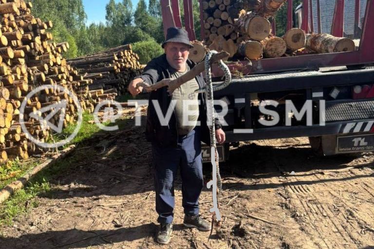 В Тверской области убили огромную гадюку
