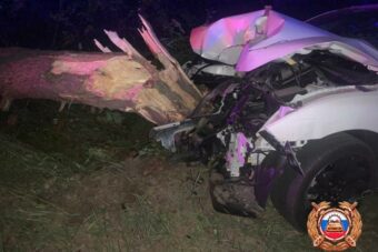 Приехавший на свадьбу в Тверь водитель сломал дерево