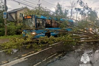 Дерево упало на автобус в Твери