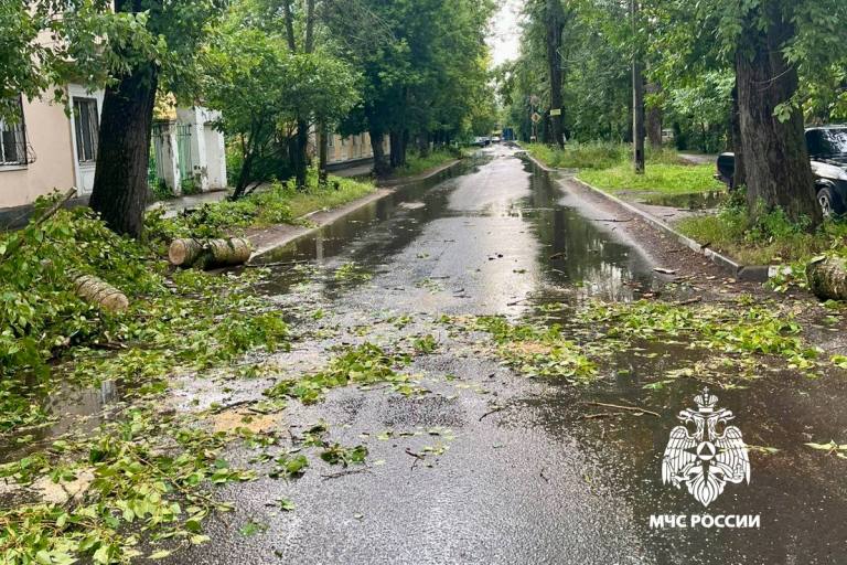 Дерево упало на автобус в Твери