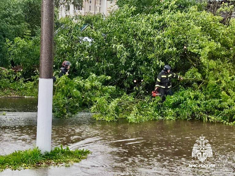 Дерево упало на автобус в Твери