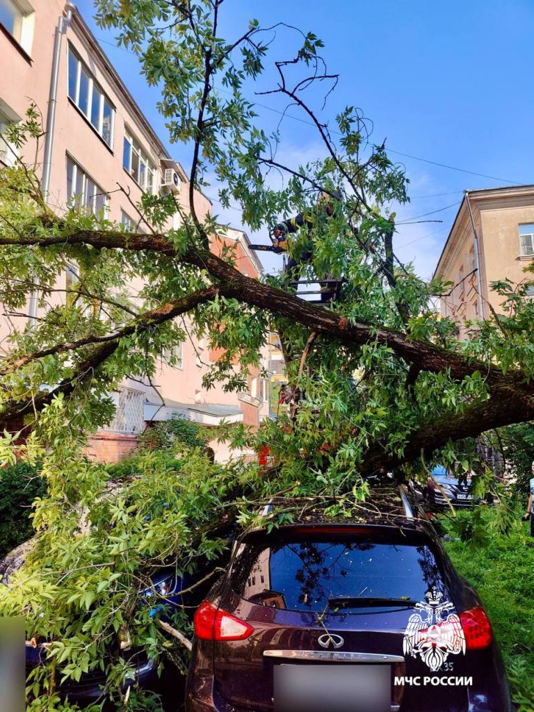 В Твери на элитный автомобиль упало дерево