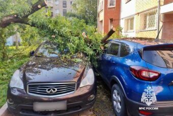 В Твери на элитный автомобиль упало дерево