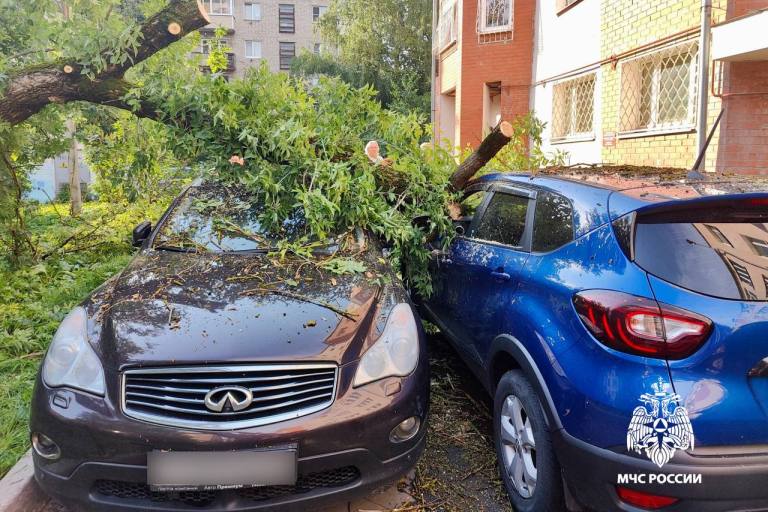 В Твери на элитный автомобиль упало дерево