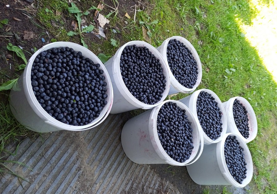 В Тверской области за один раз можно собрать более 25 литров лесной ягоды