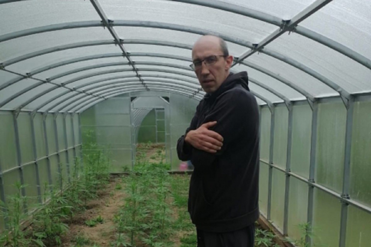 В Тверской области будут судить владельцев конопляной плантации