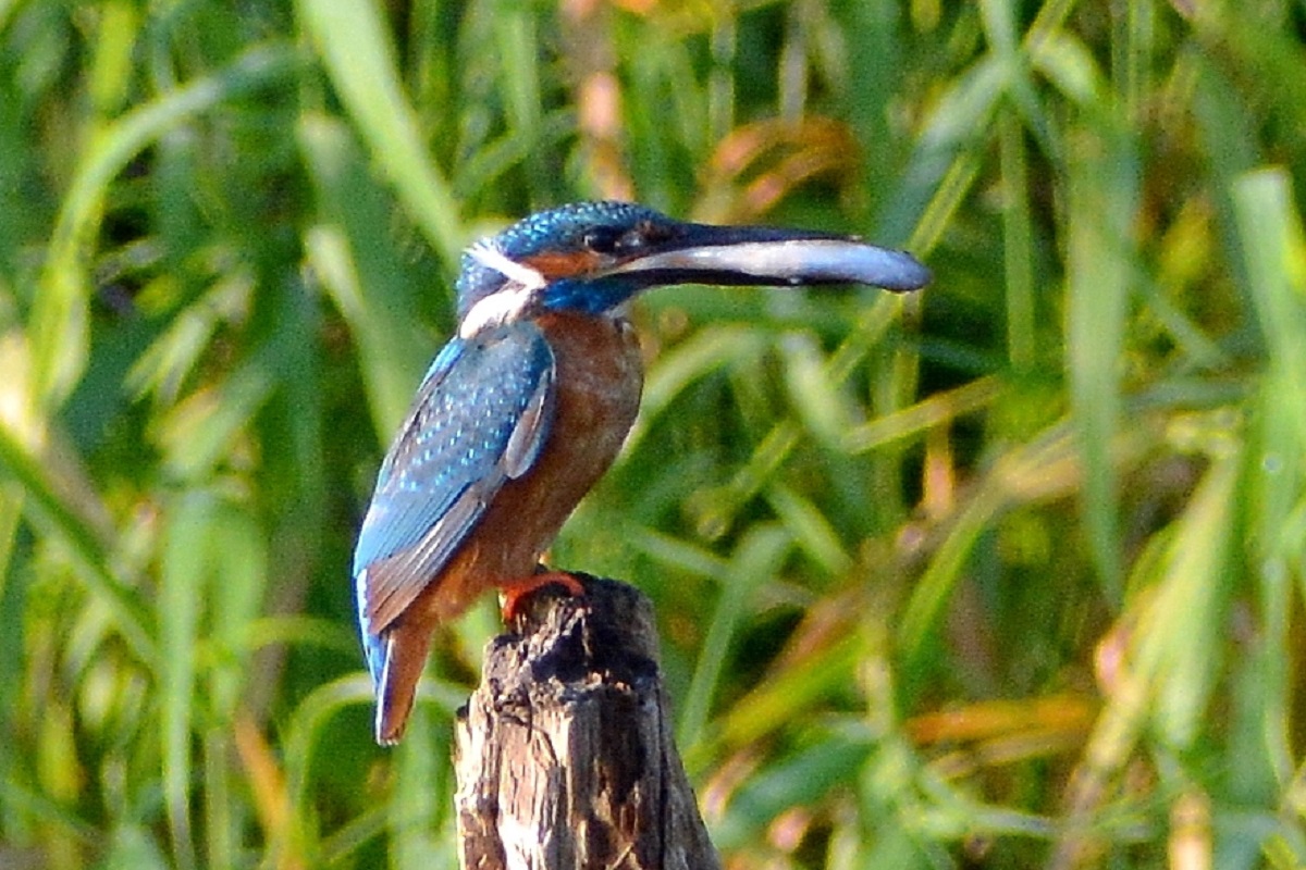 Жители Тверской области встретили на реке Тьме короля рыболовов