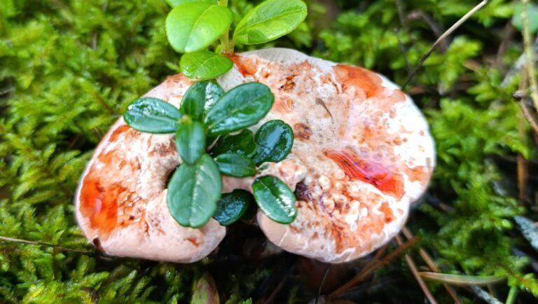 В Тверской области обнаружен необычный «кровоточащий» гриб