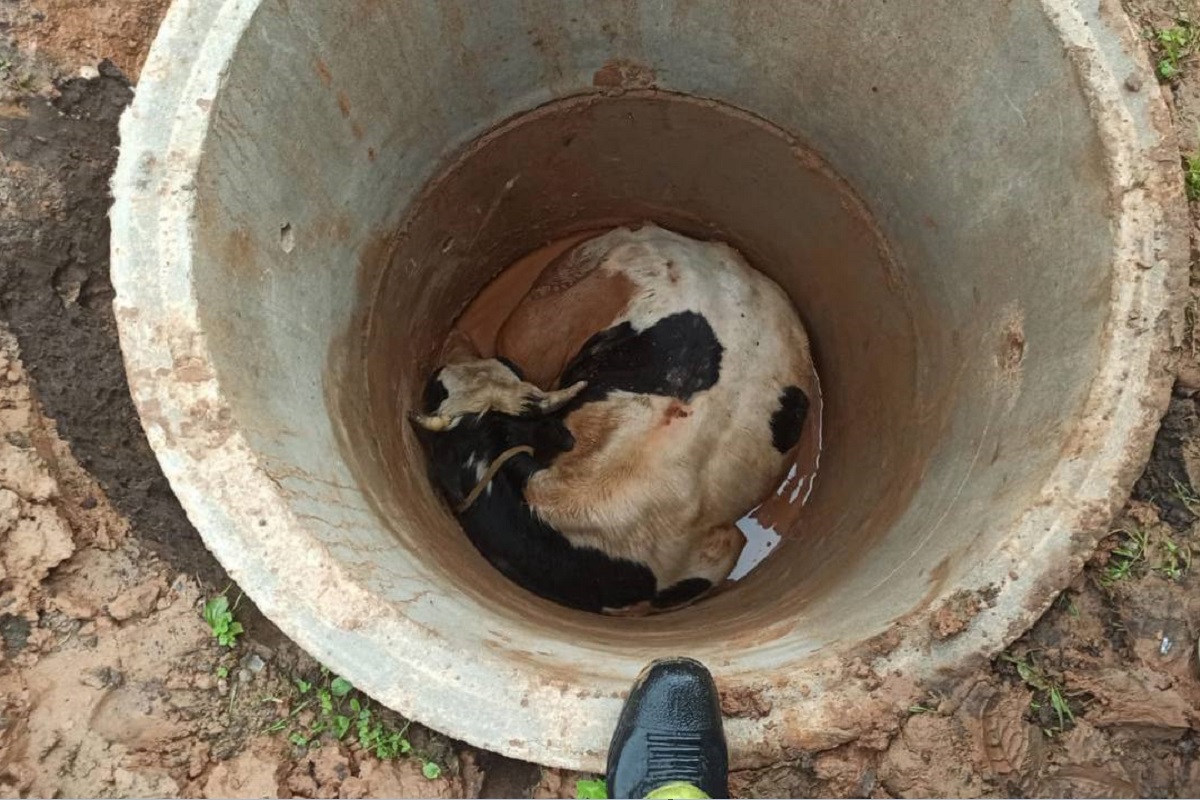 В Тверской области молодой бычок провалился в колодец и выжил